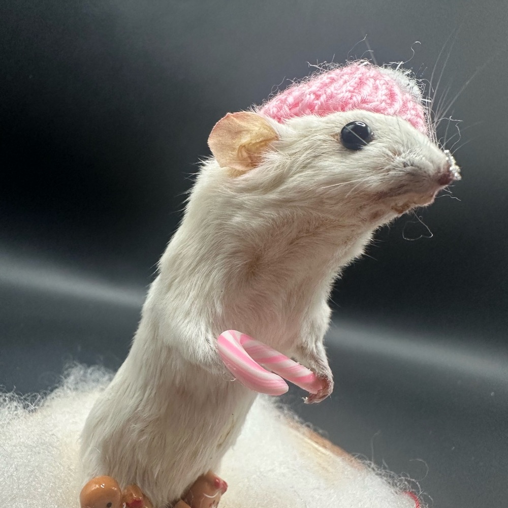 Festive Small Pet Decor with Pink Hat Taxidermy Real OOAK - Picture 3 of 6